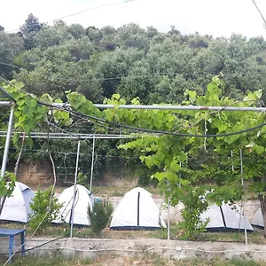 Jungle In Borsh